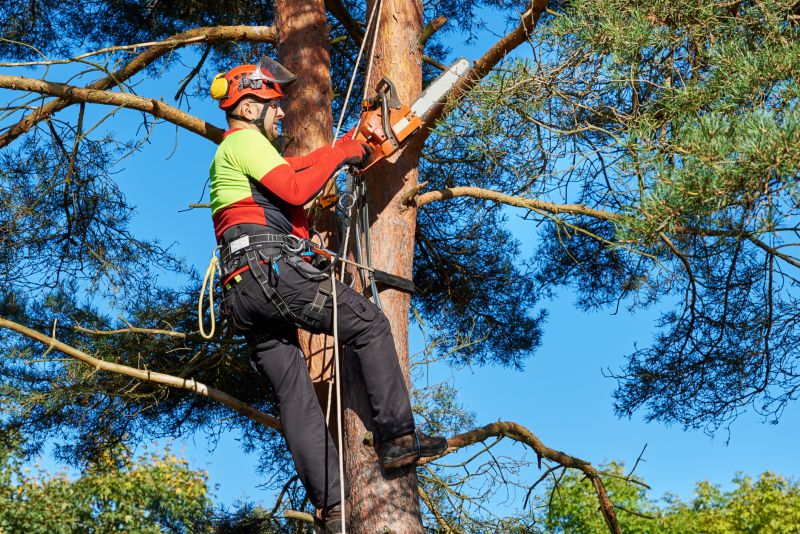 Tree and Brush Removal Services