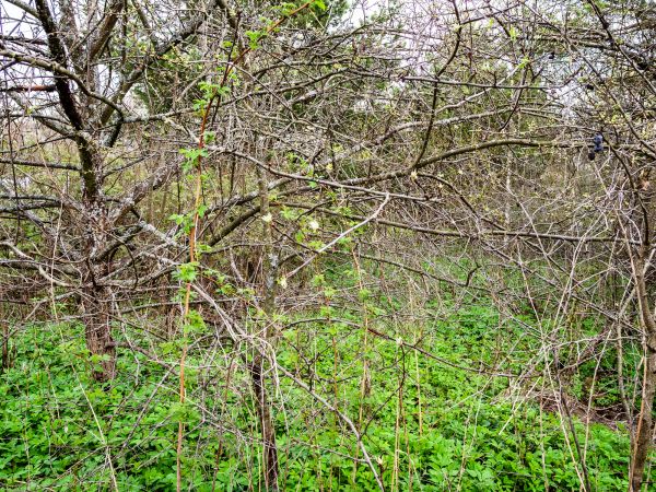 Underbrush Clearing in Boulder